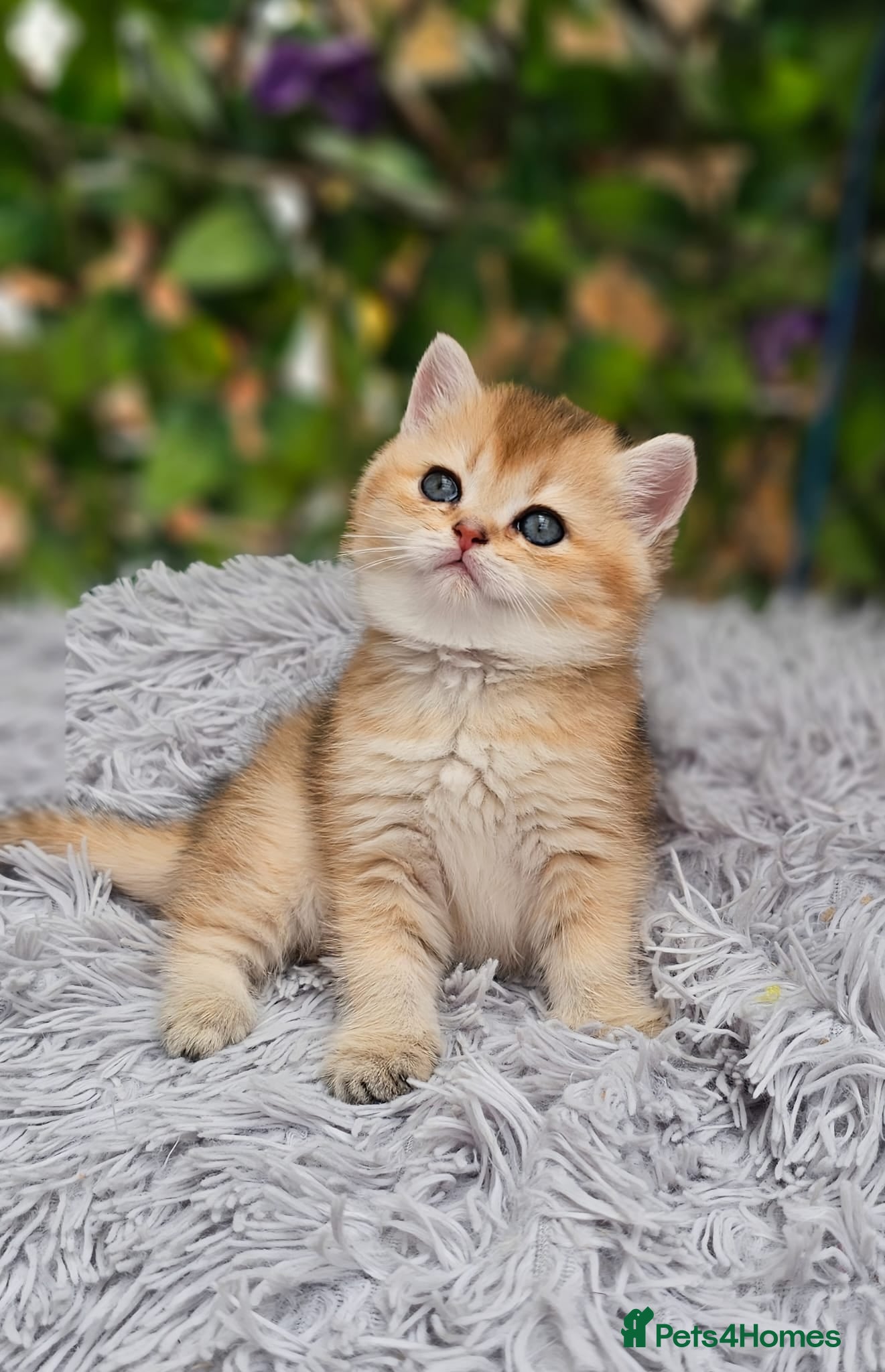 British Shorthair cats 💖 3 Stunning Golden Kittens 💖  - Advert 1