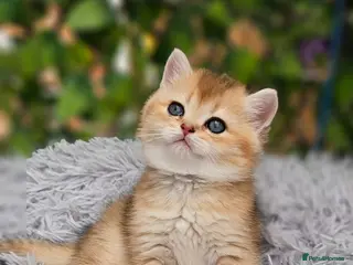 British Shorthair cats 💖 3 Stunning Golden Kittens 💖 - Advert 1