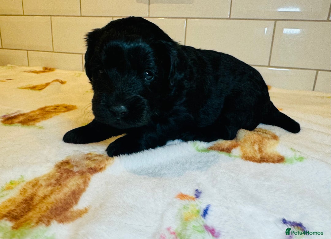 Labradoodle dogs for sale: Chunky Labradoodle Babies 🐾🐾🐾 - Image 8