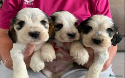 Cocker Spaniel dogs for sale: Health tested KC reg show type cocker spaniels  in Abergele - Image 13