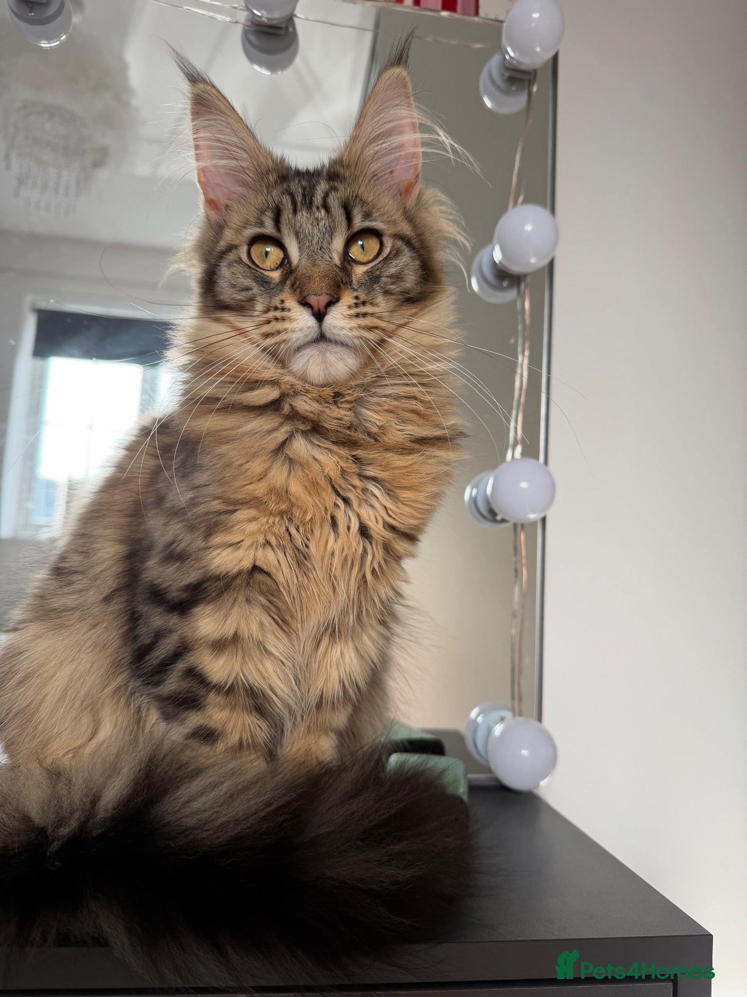 Maine Coon cats Maincoon Female  - Advert 4
