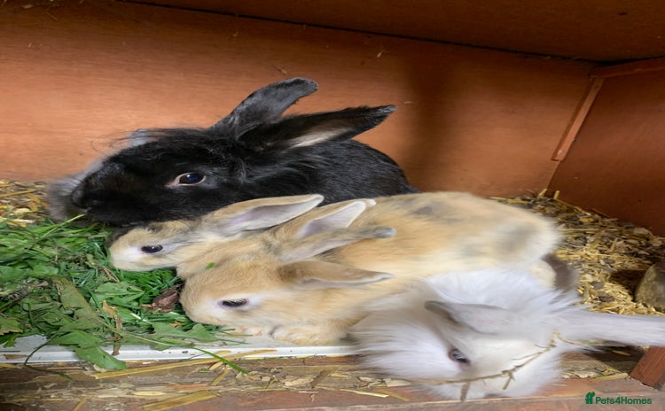 Lionhead rabbits - Advert 1
