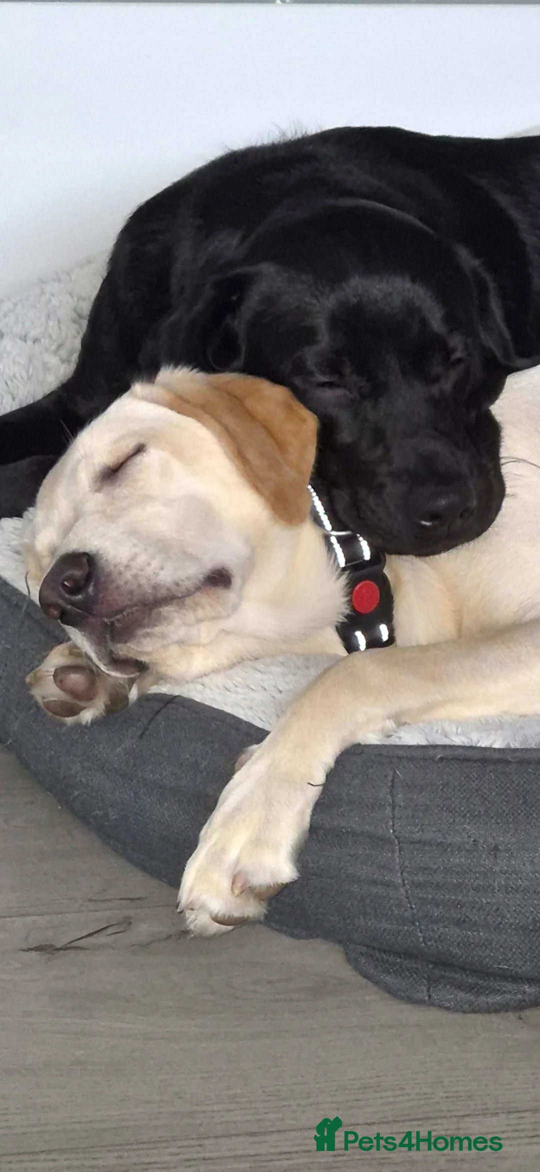 Labrador Retriever dogs for sale:  labrador girls in Edinburgh - Advert 1