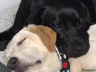 Labrador Retriever dogs labrador girls - Advert 1