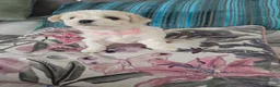 Bichon Frise dogs for sale: Stunning quality bichon-frise puppies ,ready to go - Advert 5