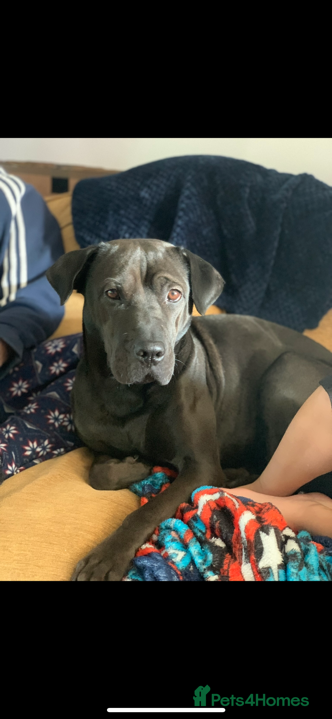 Mixed Breed dogs for sale: Lurcher x sharp pei - Advert 7