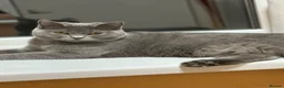 British Shorthair cats for sale: 🐾 FOR SALE: 5 British Shorthair Bosses 🐾 - Advert 33