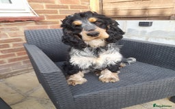 Cocker Spaniel dogs for sale: Beautiful kc reg show cocker puppies Ready Now - Image 11