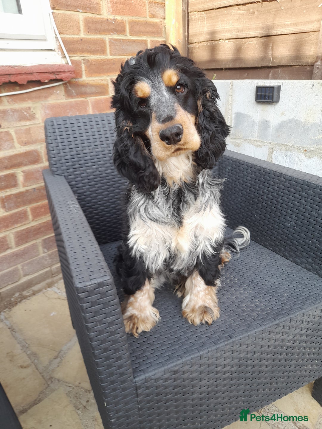 Cocker Spaniel dogs for sale: Beautiful kc reg show cocker puppies Ready Now - Image 11