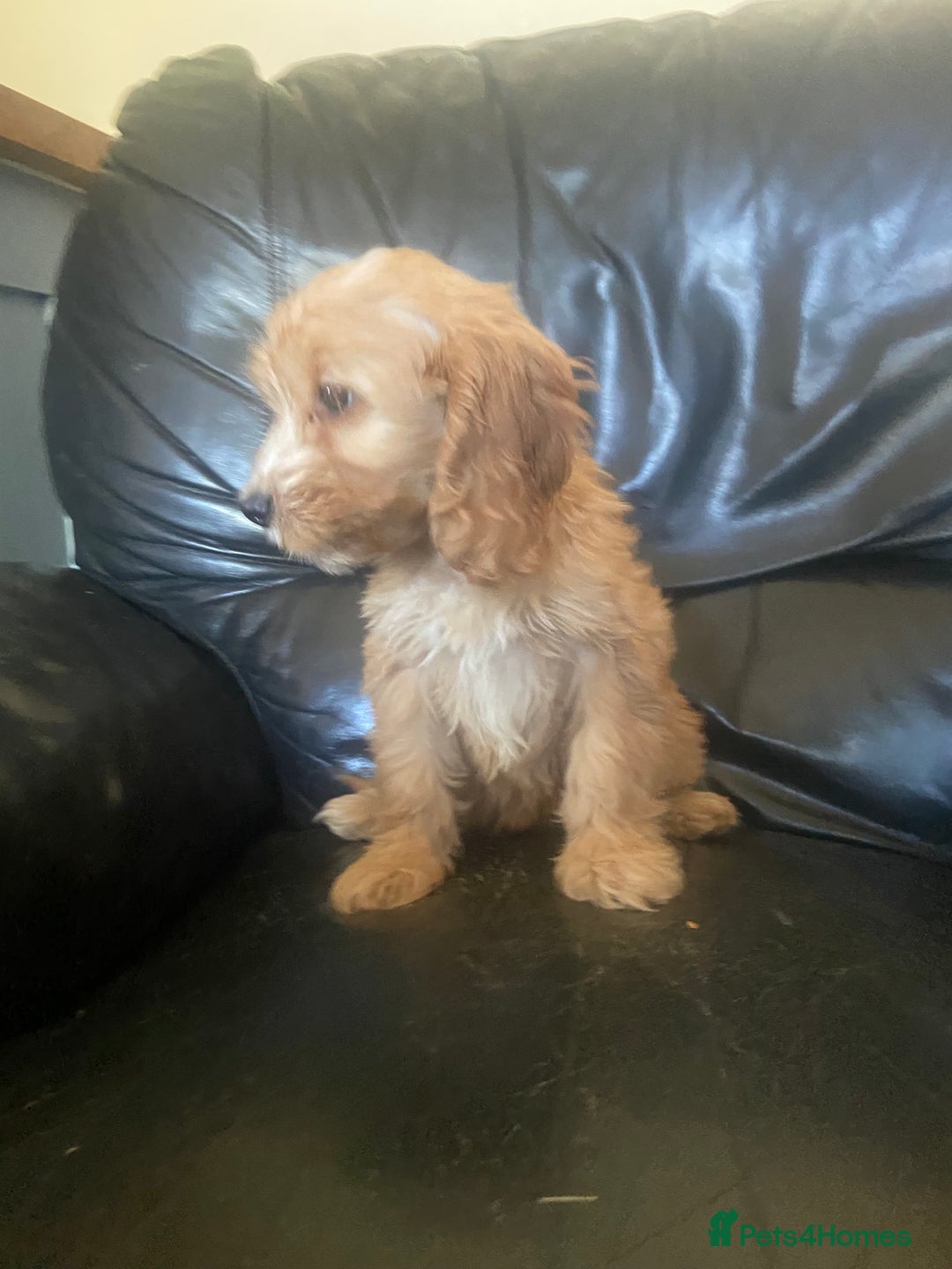 Cockapoo dogs for sale: F1 Apricot cockapoo’s boys and girls  - Image 4