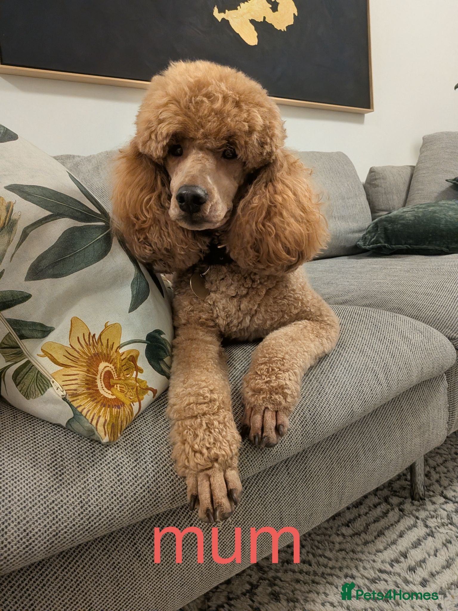 Miniature Poodle dogs Exquisite KC Registered Mini Poodles  - Advert 1