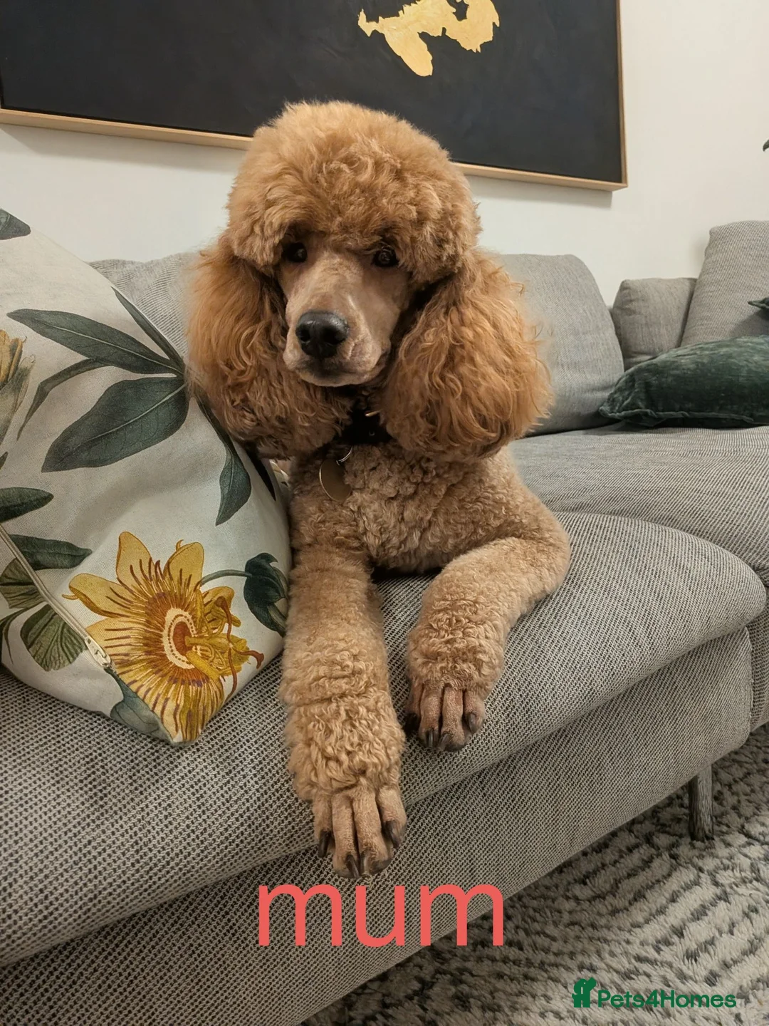 Miniature Poodle dogs for sale: Exquisite KC Registered Mini Poodles  - Advert 1