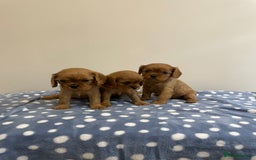 Cavalier King Charles Spaniel dogs for sale: Cavalier King Charles  - Image 24