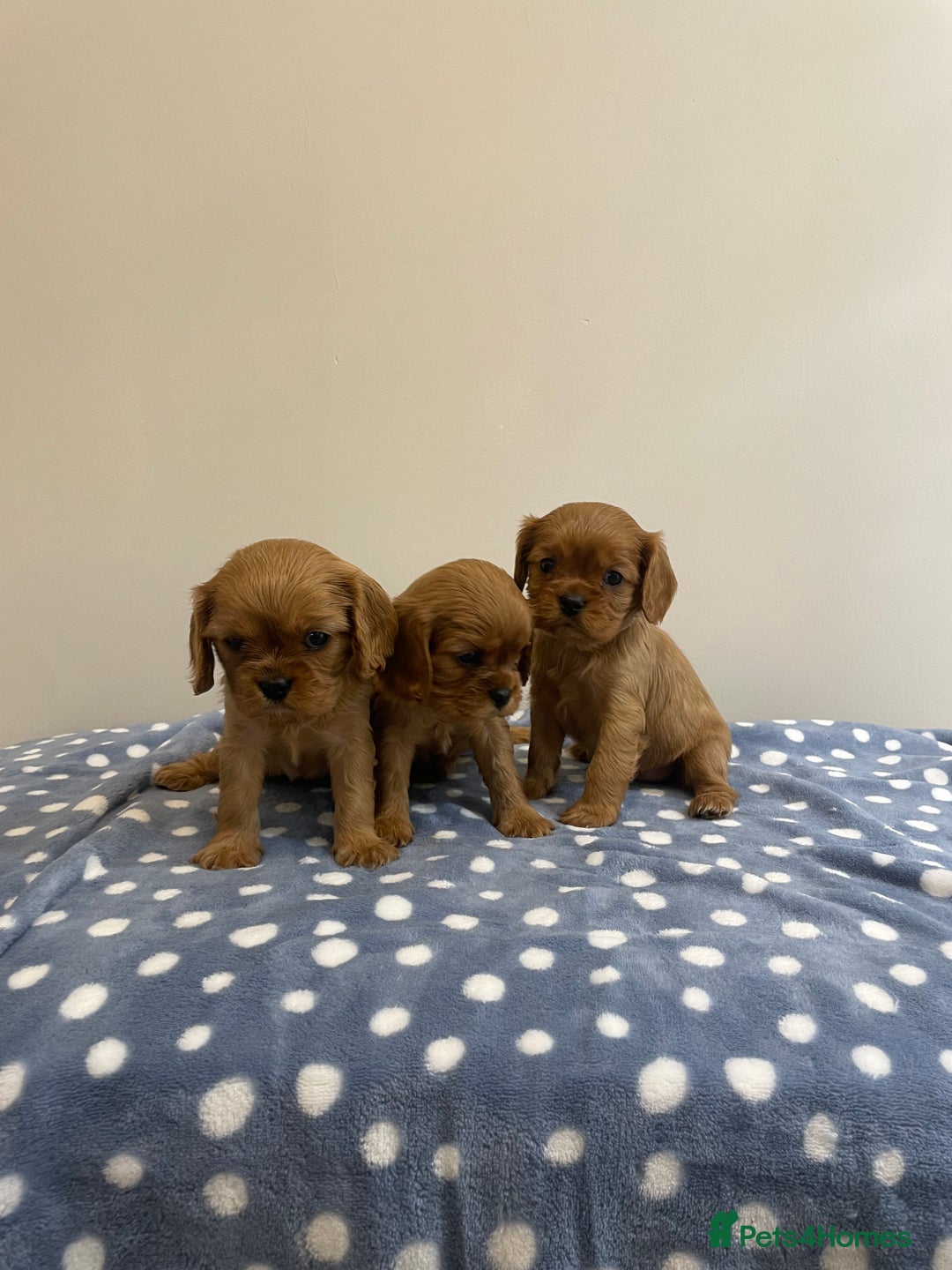 Cavalier King Charles Spaniel dogs for sale: Cavalier King Charles  - Image 24