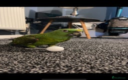 Parrots birds for sale: Yelow nape amazon - Image 7