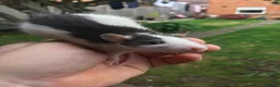Rat rodents for sale: Rats various breeds male and female in Corby - Advert 15