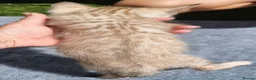 Bengal cats for sale: Beautiful TICA registered Bengal Kittens - Advert 2