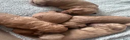 Cockapoo dogs for sale: Beautiful Cockapoo Puppies 🐾 in West Kilbride - Advert 5