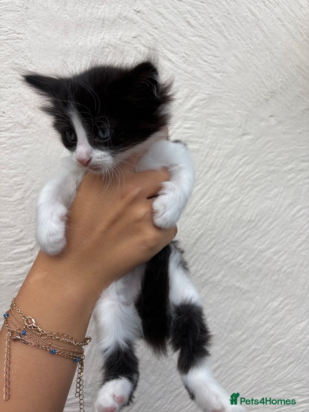 Mixed Breed cats for sale: 4 Kittens  - Image 4