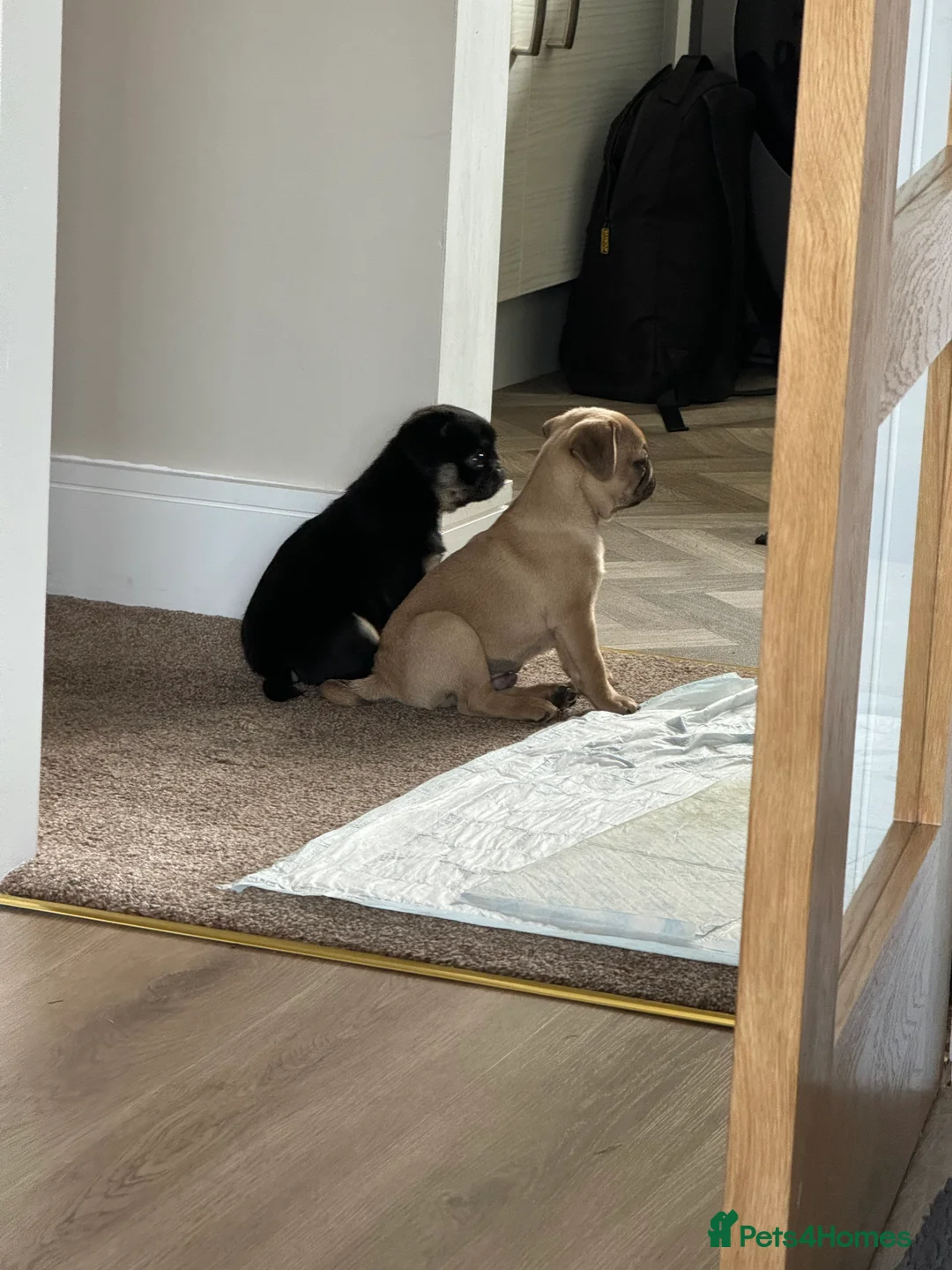 Pug dogs for stud: 🐶✨Quality Pug Stud Ready for the right match!✨🐶 - Advert 8