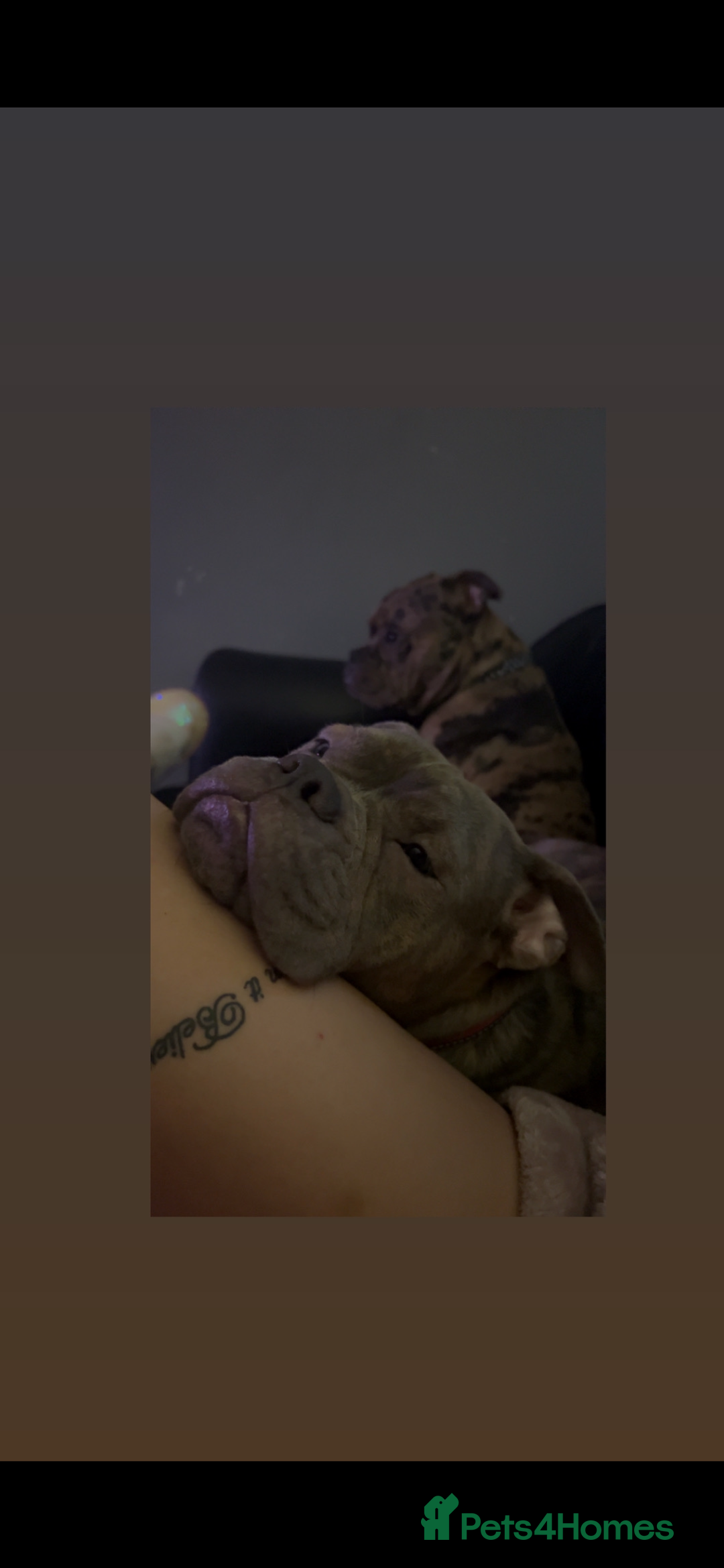 Mixed Breed dogs for sale: Sell my loving dog  - Image 2