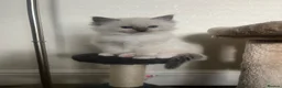 Ragdoll cats for sale: GCCF Registered Ragdoll Kittens  - Advert 14