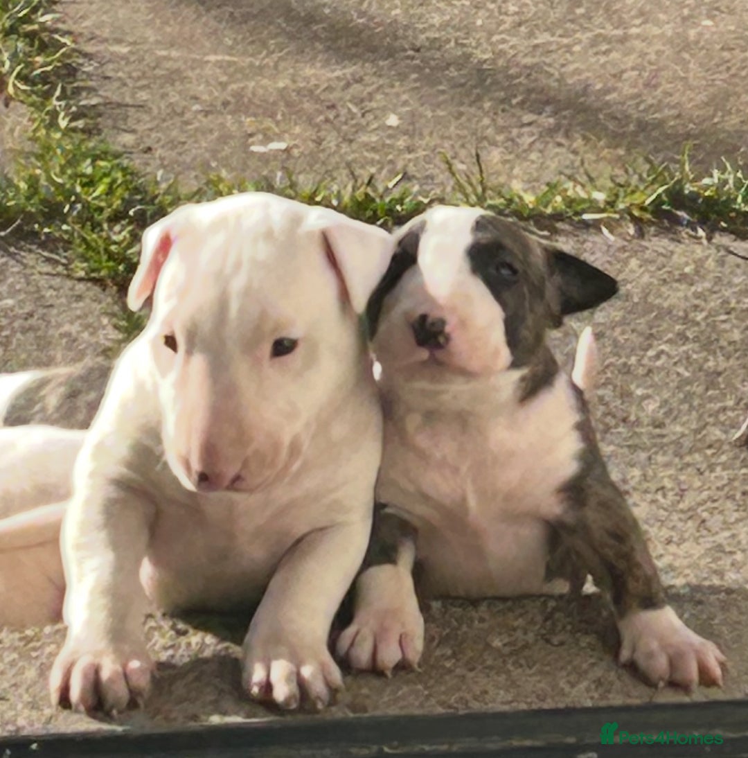 English Bull Terrier dogs for sale: Ready to leave !!! champion bloodlines kc reg - Image 31