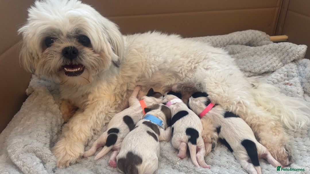 Shih Tzu dogs for sale: ⭐️Beautiful  Shih~Tzu puppies Ready 3rd October🐾 - Image 5