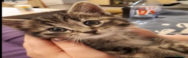 Kitten 4