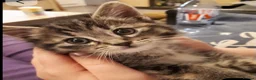 Mixed Breed cats for sale: Beautiful kitten  - Advert 9