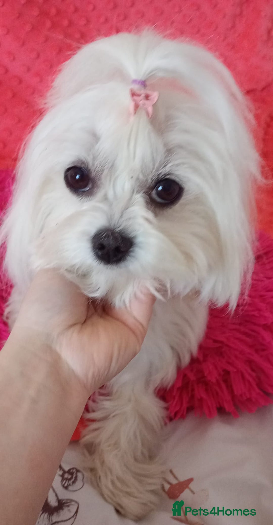 Maltese dogs for sale: Maltese puppies - Image 8