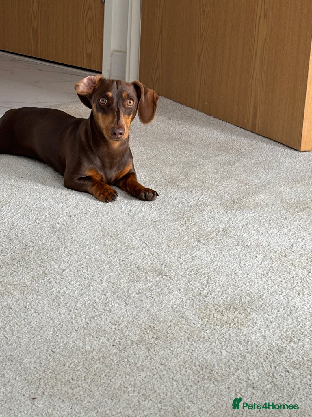 Miniature Dachshund dogs for sale: Chocolate and tan miniature dacshund  - Advert 2