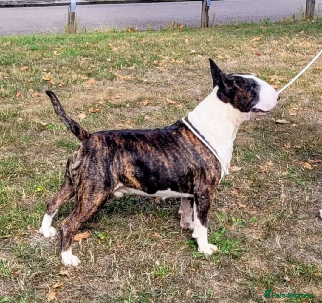 English Bull Terrier dogs for sale: ENGLISH BULL TERRIER,LITTER DUE 8TH OCTOBER  - Image 2
