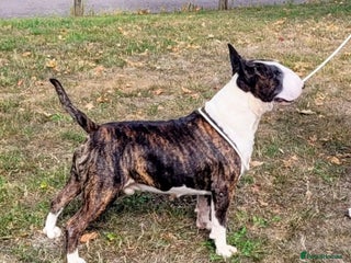 English Bull Terrier dogs ENGLISH BULL TERRIER,LITTER DUE 8TH OCTOBER - Advert 1