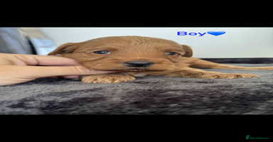 Cockapoo dogs - Advert 2