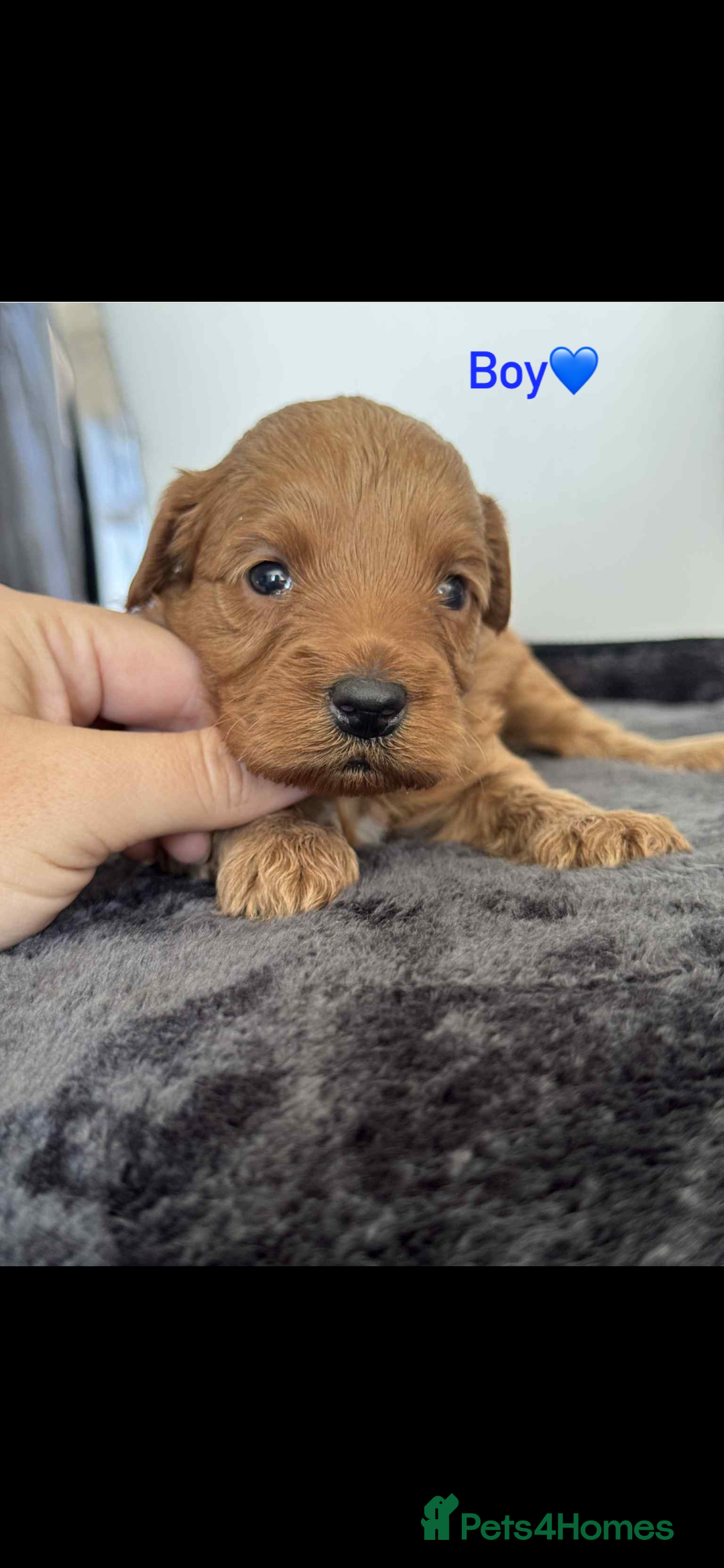 Cockapoo dogs for sale: F1B cockapoo   - Image 6