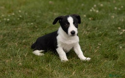 Mixed Breed dogs for sale: 🐾 Jack Russell x Border Collie Puppies  - Image 9