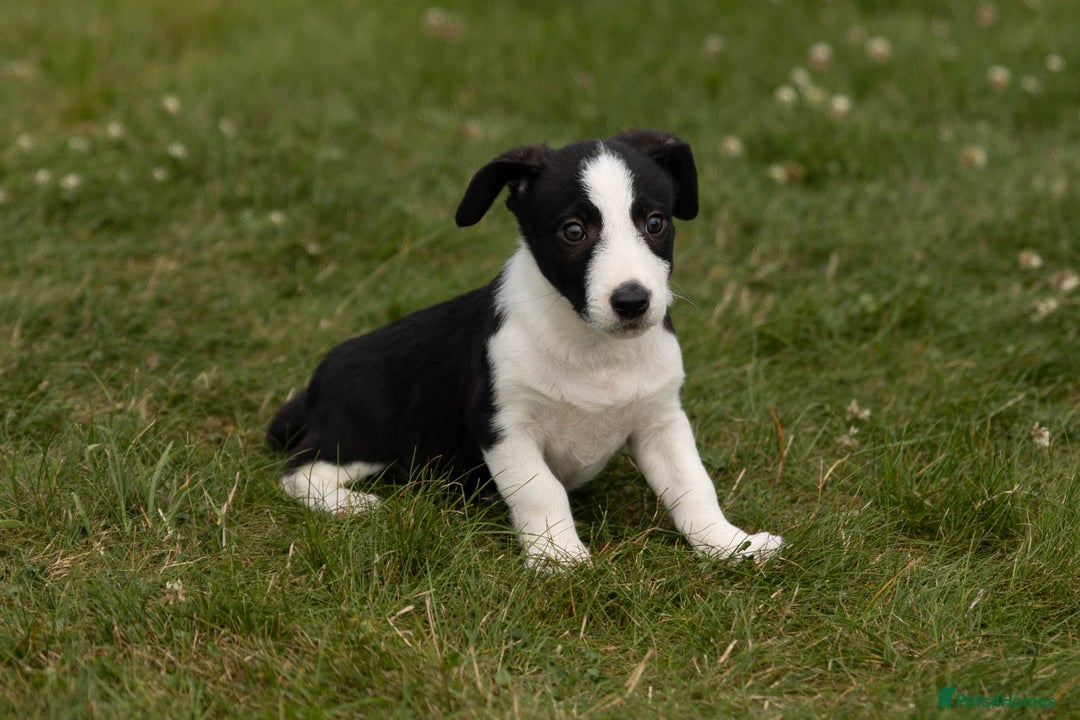 Mixed Breed dogs for sale: 🐾 Jack Russell x Border Collie Puppies  - Image 9