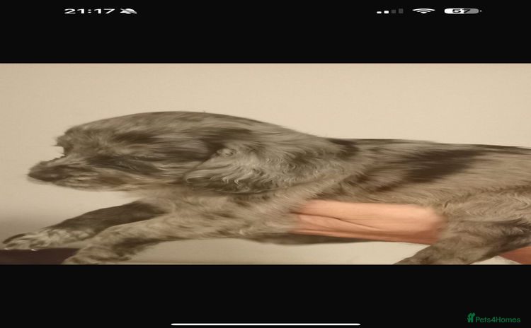 Cocker Spaniel dogs - Advert 6