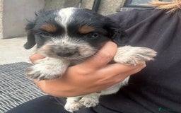 Sprocker dogs for sale: Sprocker puppies - Image 9