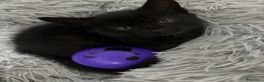 American Shorthair Kitten 3
