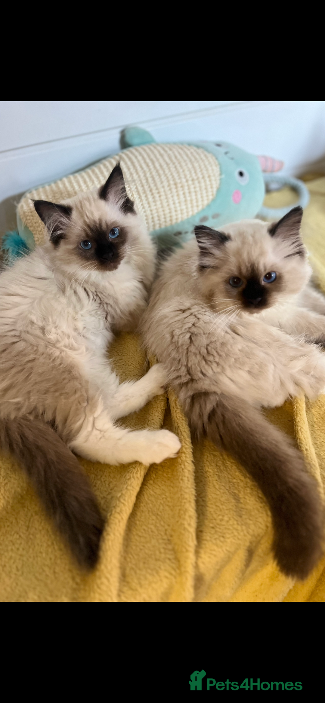 Ragdoll cats for sale: GCCF REGISTERED DNA TESTED PARENTS AND CLEAR  - Image 33