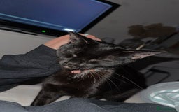Mixed Breed cats for sale: Cat for rehoming  - Image 4
