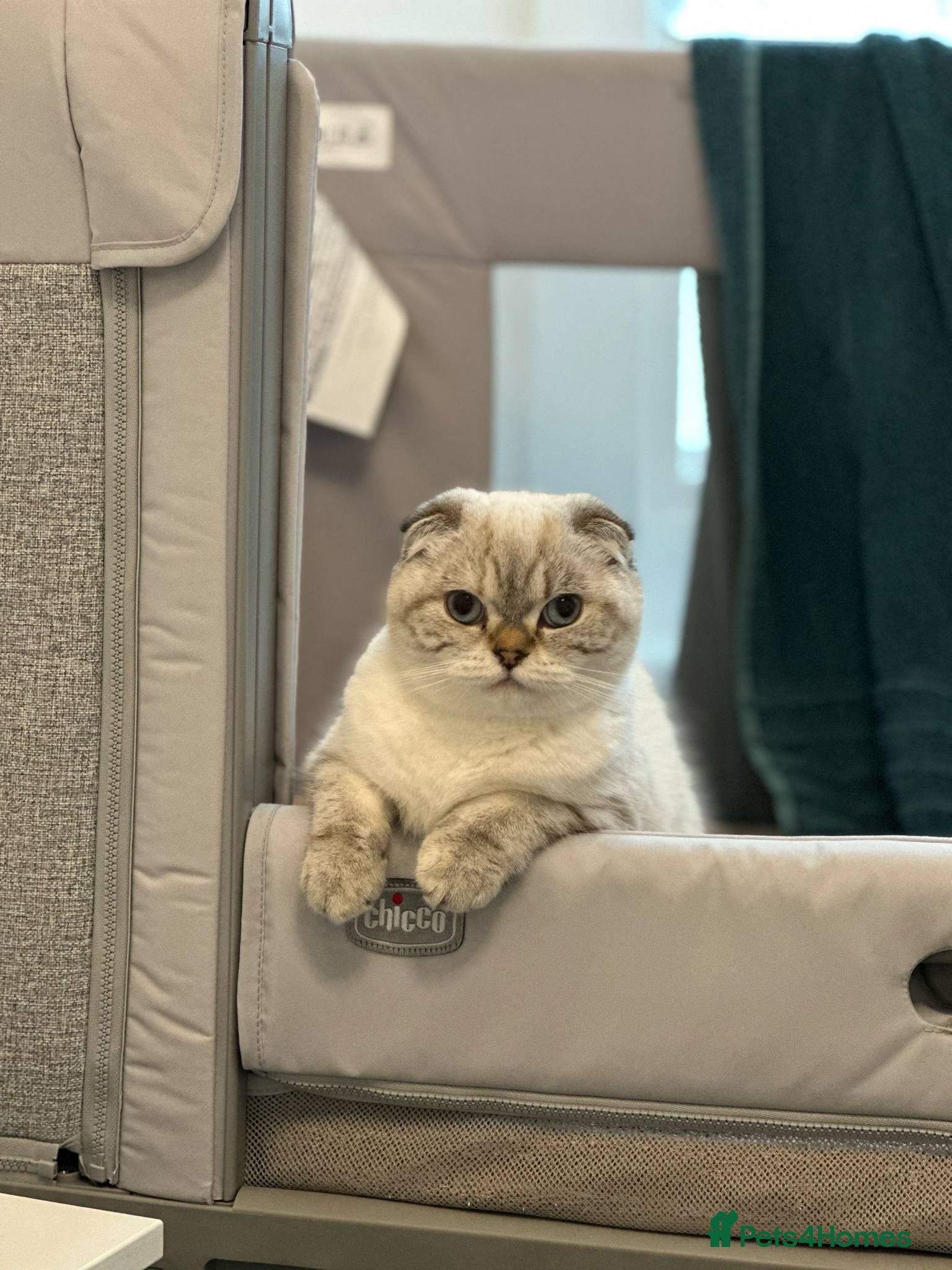 Scottish Fold cats Scottish fold Kitten Healthy &Loving - Advert 2