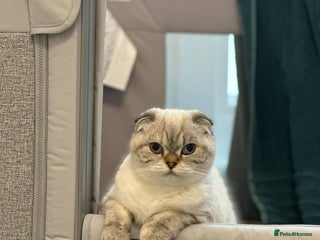 Scottish Fold cats Scottish fold Kitten Healthy &Loving - Advert 18