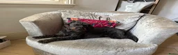 Mixed Breed dogs for sale: Lovely dog 4 years for rehome.  - Advert 2