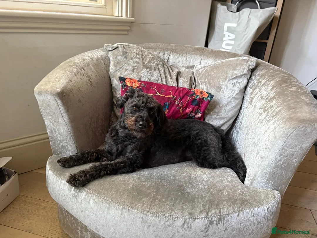 Mixed Breed dogs for sale: Lovely dog 4 years for rehome.  - Advert 2