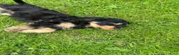 Cavapoo dogs for sale: Healthy comical characters- delightful puppies - Advert 11