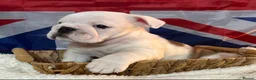 English Bulldog dogs for sale: English bulldog gorgeous pups kc registered  - Advert 9