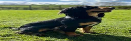 Cocker Spaniel dogs for sale: Working Cocker Spaniel Puppies - Advert 4